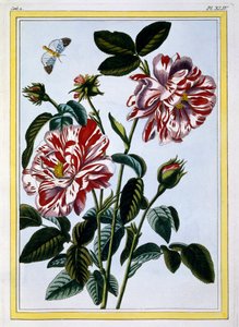 イングランドの多彩なバラ;おそらく実際にはローザガリカ、1766年頃（手描きの彫刻） 作： Pierre Joseph Buchoz